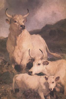 Sir Edwin Landseer Wild Cattle at Chillingham (nn03) France oil painting art